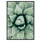 Gallerix Poster Agave Close Up No1 2632-30x40