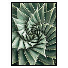 Gallerix Poster Agave Close Up No2 2633-21x30G