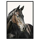 Gallerix Poster Brown Horse 2695-50x70