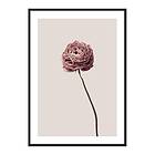 Gallerix Poster Buttercup Flower 4285-21x30