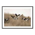 Gallerix Poster Canada Geese 3692-21x30