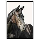 Gallerix Poster Brown Horse 2695-21x30G