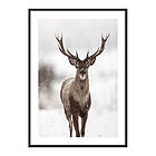 Gallerix Poster Majestic Red Deer 3792-70x100