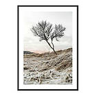 Gallerix Poster Iceland Tree 3877-30x40