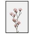 Gallerix Poster Magnolia Flower 2627-21x30G