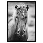 Gallerix Poster Icelandic Horse B&W 3533-30x40
