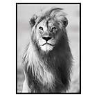 Gallerix Poster Majestic Lion 2678-21x30G