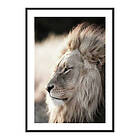 Gallerix Poster Male African Lion 3789-70x100