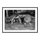 Gallerix Poster Man And Lion 3915-30x40