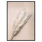 Gallerix Poster Pampas Grass 3093-21x30