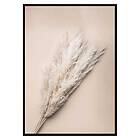 Gallerix Poster Pampas Grass 3093-70x100