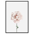 Gallerix Poster Pink Rose No1 2661-21x30