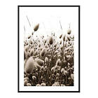 Gallerix Poster Reeds Field 3908-70x100