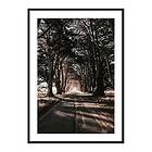 Gallerix Poster Road Amidst Trees 3800-21x30