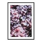 Gallerix Poster Pink Hydrangea 4313-21x30