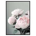 Gallerix Poster Pink peonies No1 3416-21x30