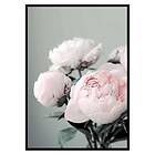 Gallerix Poster Pink peonies No1 3416-50x70