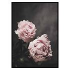 Gallerix Poster Pink peonies No2 3417-21x30