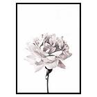 Gallerix Poster Pink peony 3424-21x30G