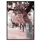 Gallerix Poster Pink Trees No2 3536-21x30