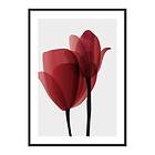 Gallerix Poster Red Tulips No1 4216-21x30G