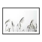 Gallerix Poster Reed Flowers 3731-21x30