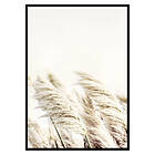 Gallerix Poster Reed In Wind 2800-21x30G