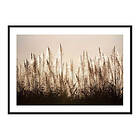 Gallerix Poster Sugar Cane 3732-30x40