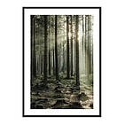 Gallerix Poster Sunbeam Forest 3834-21x30G