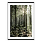 Gallerix Poster Sunbeam Forest 3834-30x40