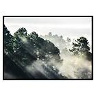 Gallerix Poster Sunlight Forest 2857-21x30