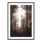 Gallerix Poster Sunbeams Through Autumnal Trees 4299-21x30