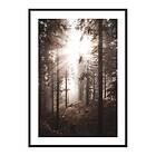 Gallerix Poster Sunbeams Through Autumnal Trees 4299-30x40