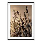 Gallerix Poster Swaying Reed 3733-21x30G
