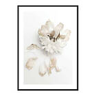 Gallerix Poster Peony Petals No2 3991-30x40