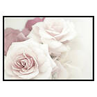 Gallerix Poster Perfect Pair Roses 2950-21x30