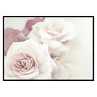 Gallerix Poster Perfect Pair Roses 2950-30x40