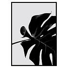 Gallerix Poster Monstera Black 2669-30x40