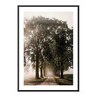 Gallerix Poster Morning Road 3896-21x30G