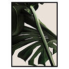 Gallerix Poster Monstera One 2667-70x100