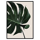 Gallerix Poster Monstera Two 2668-21x30G