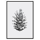 Gallerix Poster Sketched Spruce Cone 3508-70x100