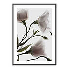 Gallerix Poster Three White Flowers 3883-70x100