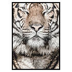 Gallerix Poster Tiger 2688-21x30G