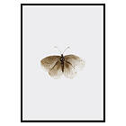 Gallerix Poster Watercolor Butterfly 3496-21x30G