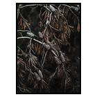 Gallerix Poster Tree Cones Dark 2864-50x70