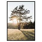 Gallerix Poster Tree in Sunlight 3380-30x40