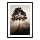 Gallerix Poster Tree In Sunrise 3788-30x40