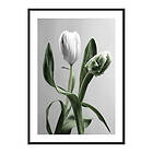 Gallerix Poster Tulip Flower 3916-21x30G