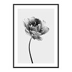 Gallerix Poster Tulip Flower B&W 3890-21x30